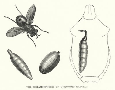 Metamorfozy Gymnosoma rotundata (grawerowanie) autorstwa English School