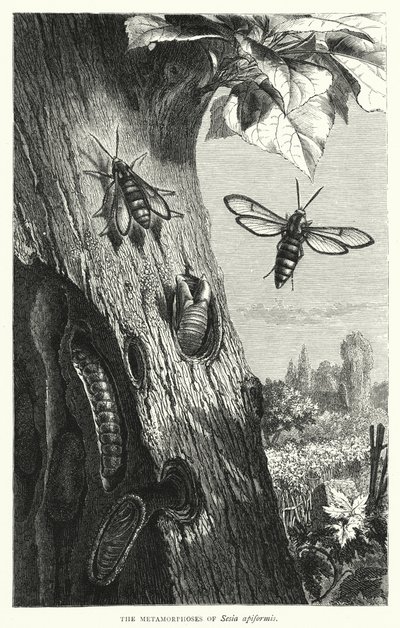 Metamorfozy Sesia apiformis (grafika) autorstwa English School