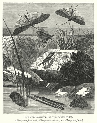 Metamorfozy chruścików, Phryganea flavicornis, Phryganea rhombica i Phryganea fusca (rycina) autorstwa English School