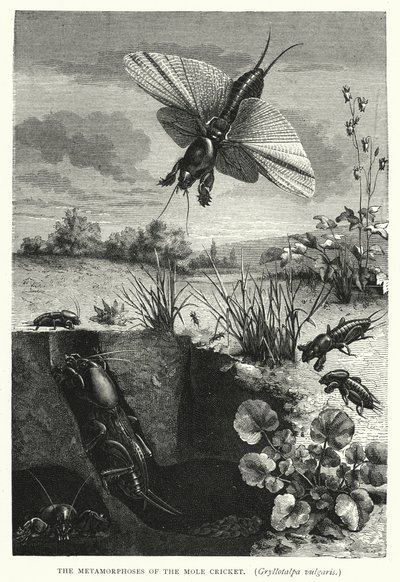 Metamorfozy świerszcza pospolitego Gryllotalpa vulgaris (rycina) autorstwa English School