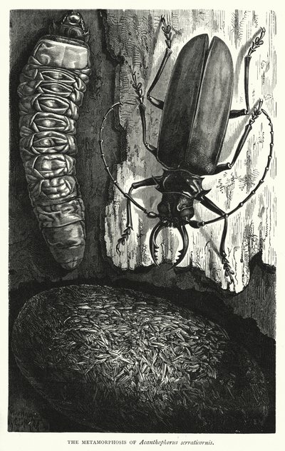 Metamorfoza Acanthophorus serraticornis (rycina) autorstwa English School