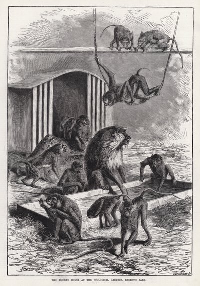 Małpi domek w ogrodach zoologicznych, Regent