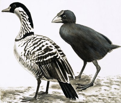 Ne-Ne lub gęś hawajska i ptak Takahe autorstwa English School