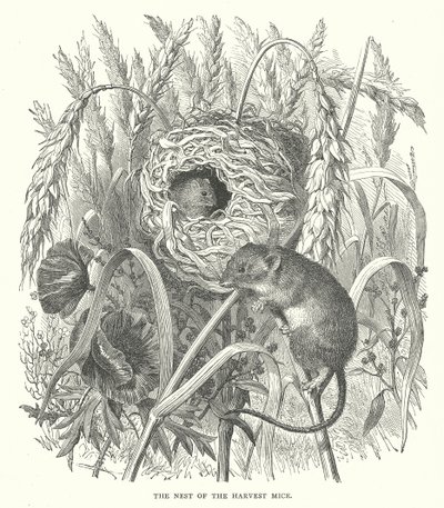 Gniazdo myszy żniwnych (rycina) autorstwa English School