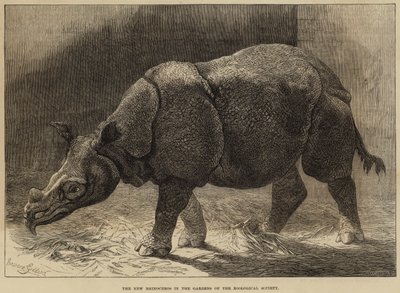Nowy nosorożec w ogrodach Towarzystwa Zoologicznego (rycina) autorstwa English School