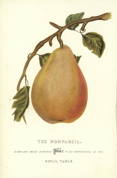 Nonpareil autorstwa English School
