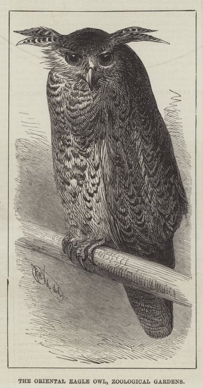 Puchacz wschodni, ogrody zoologiczne (rycina) autorstwa English School