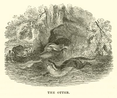 Wydra (rycina) autorstwa English School