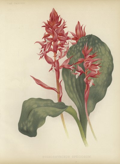 Wybitne Stenorrhynchos autorstwa English School