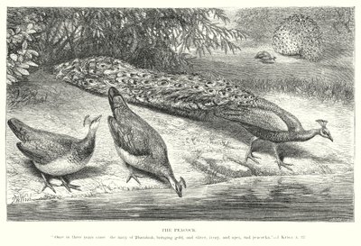 Paw (rycina) autorstwa English School