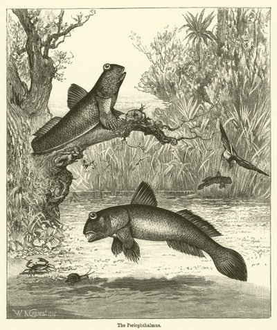Periophthalmus (grawerowanie) autorstwa English School