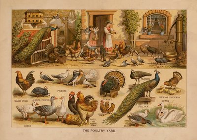 The Poultry Yard (kolorowa litografia) autorstwa English School