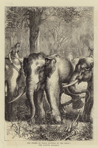 Książę Walii polujący w Terai, Captive Monarch (rycina) autorstwa English School