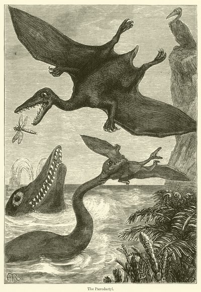 Pterodaktyl (rycina) autorstwa English School