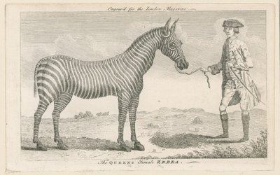 Królowa żeńska Zebra autorstwa English School