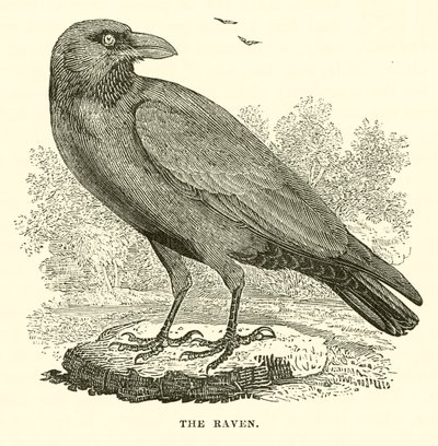 Kruk (rycina) autorstwa English School