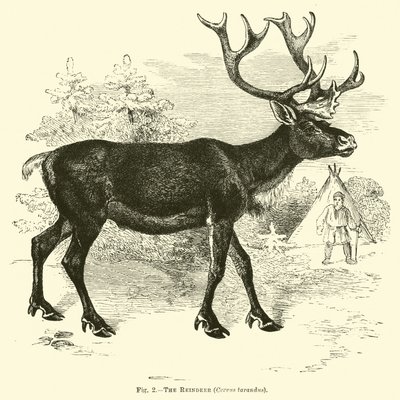 Renifer, Cervus tarandus autorstwa English School