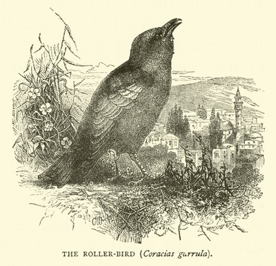 Roller-bird, Coracias garrula autorstwa English School