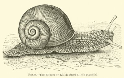 Ślimak rzymski lub jadalny (Helix pomatia) autorstwa English School