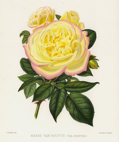 Ogród różany: Marie Van Houtte, pachnący herbatą autorstwa English School