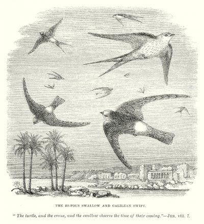 Jaskółka dymówka i jerzyk galilejski (rycina) autorstwa English School