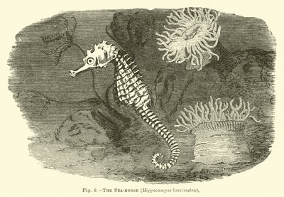 Konik morski, Hippocampus brevirostris autorstwa English School