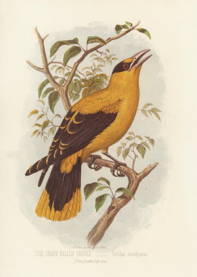 Wilga Ostrodzioba, Oriolus Acrorhyncus (kolor lito) autorstwa English School