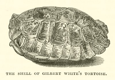 Skorupa żółwia Gilberta White