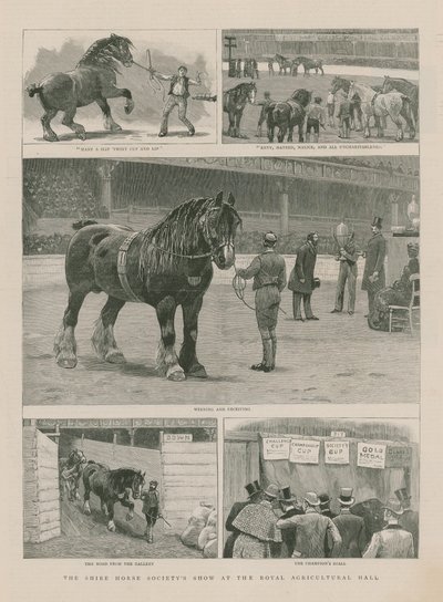 Pokaz Shire Horse Society w Królewskiej Hali Rolniczej autorstwa English School