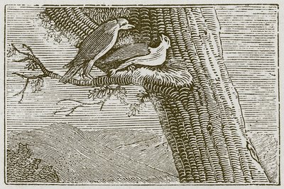 Chory latawiec (grawerunek) autorstwa English School