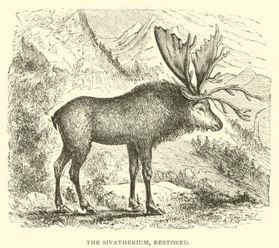 Sivatherium, odrestaurowane (rycina) autorstwa English School