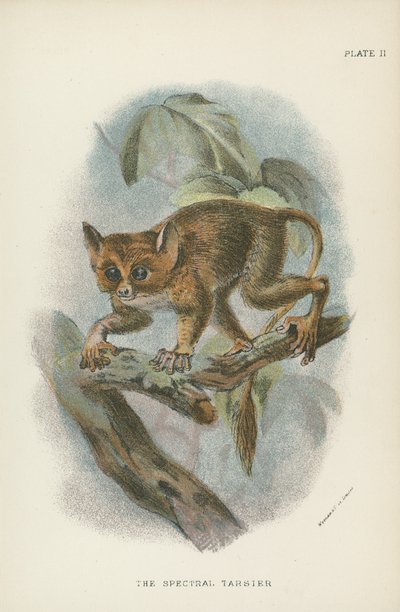 Widmowy Tarsier autorstwa English School