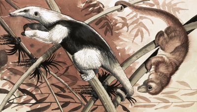 Tamandua autorstwa English School