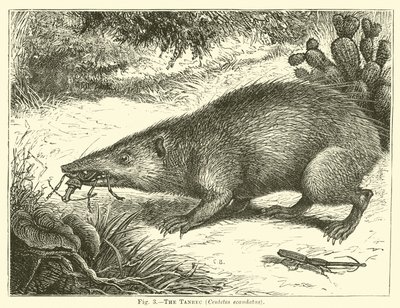 Tanrec, Centetes ecaudatus autorstwa English School