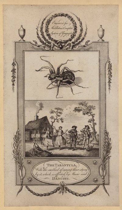 Tarantula, z metodą leczenia użądlonych nią, której dokonuje Muzyka i Taniec (rycina) autorstwa English School