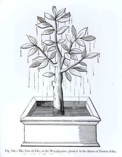 Drzewo życia lub płaczące drzewo zasadzone w Stanach Księdza Jana, ilustracja z Nauki i literatury w średniowieczu i renesansie, napisana i rytowana przez Paula Lacroix, 187 autorstwa English School
