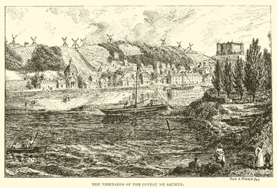 Winnice Coteau de Saumur (rycina) autorstwa English School