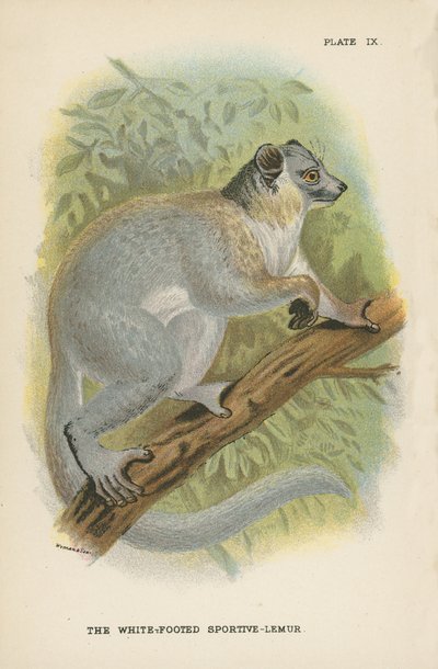 Białonogi Sportive-Lemur autorstwa English School