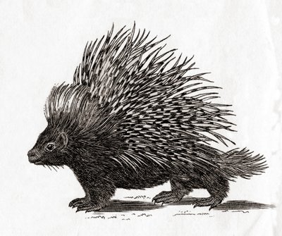 Jeżozwierz grzebieniasty (Hystrix cristata), rycina z XVIII wieku autorstwa English School