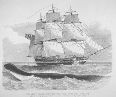 Wielki wąż morski widziany po raz pierwszy z HMS Daedalus w 1848 r., ok. 1848 r. (rycina) autorstwa English School