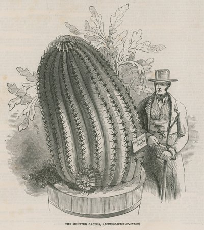 Potworny kaktus (Echinocactus stainesh) w Royal Gardens, Kew, Londyn autorstwa English School