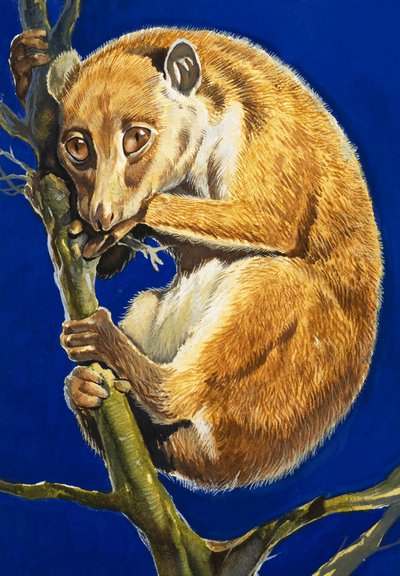 Potto autorstwa English School
