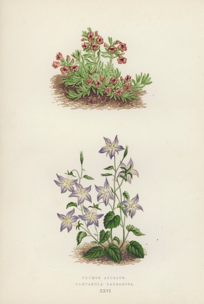 Thymus azureus; Campanula garganica (kolor lito) autorstwa English School