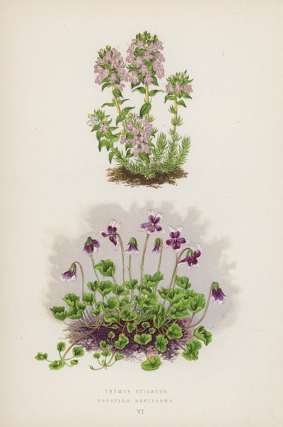 Thymus Striatus; Erpetion Reniforme (litografia barwna) autorstwa English School
