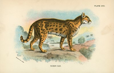 Tiger-Cat autorstwa English School