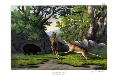 Tiger Wolf autorstwa English School