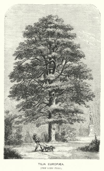 Tilia Europaea, lipa (rycina) autorstwa English School