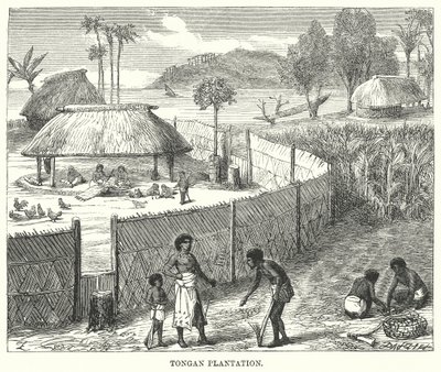 Tongan Plantation (grawerunek) autorstwa English School