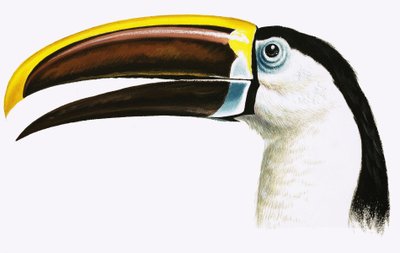 Toucan autorstwa English School