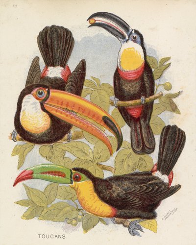 Tukany (litografia kolorowa) autorstwa English School